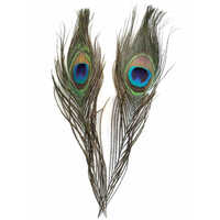 Feathers - Peacock Eye - 6-8" Pack of 2